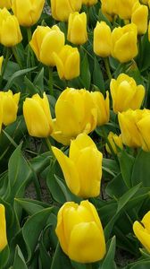 Preview wallpaper tulips, flowers, yellow, flowerbed