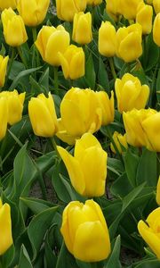 Preview wallpaper tulips, flowers, yellow, flowerbed