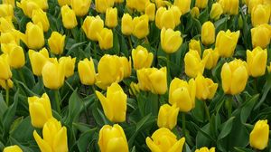 Preview wallpaper tulips, flowers, yellow, flowerbed
