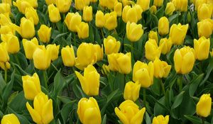 Preview wallpaper tulips, flowers, yellow, flowerbed