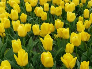 Preview wallpaper tulips, flowers, yellow, flowerbed