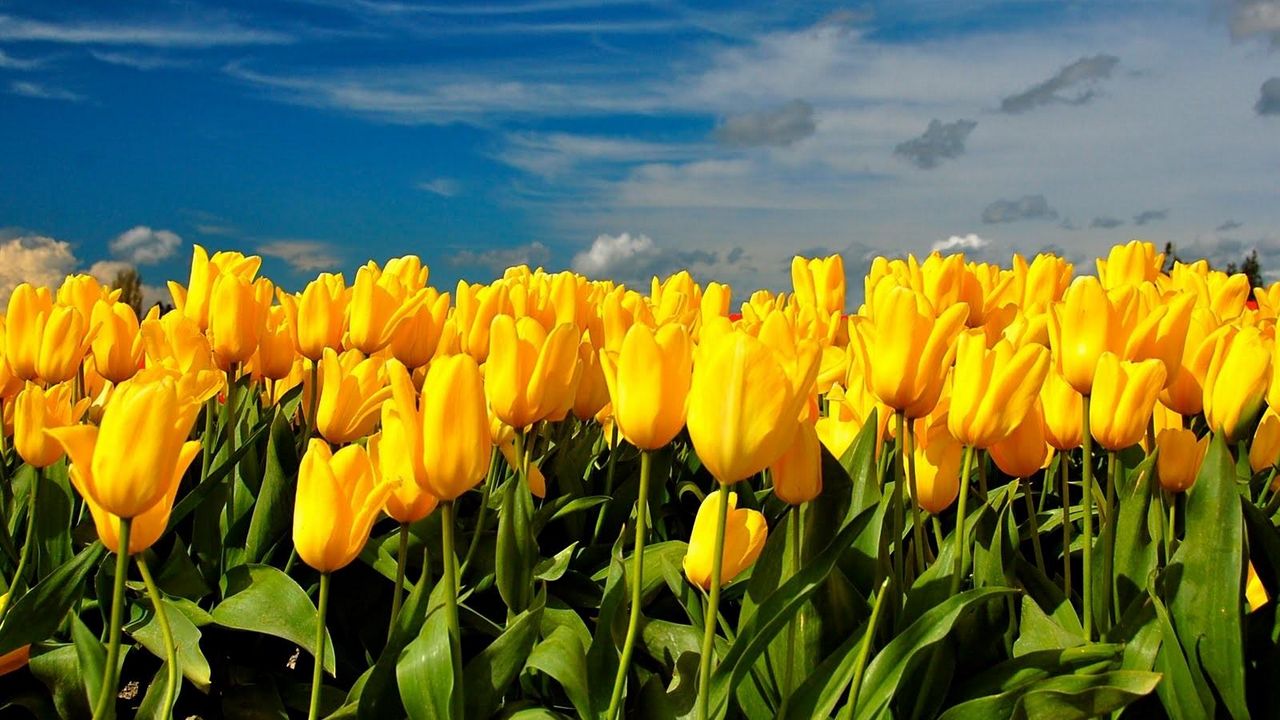 Wallpaper tulips, flowers, yellow, spring, sky, clouds