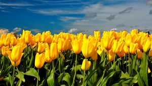 Preview wallpaper tulips, flowers, yellow, spring, sky, clouds