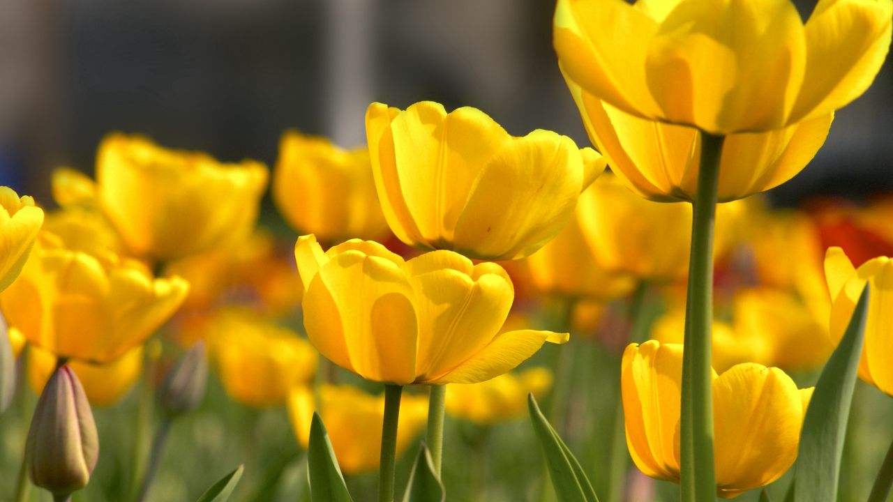Wallpaper tulips, flowers, yellow, loose, beauty hd, picture, image