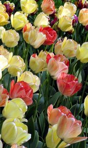 Preview wallpaper tulips, flowing, colorful, flowerbed