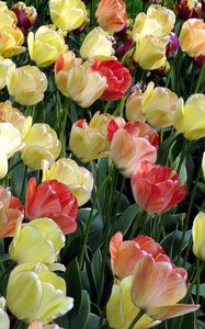 Preview wallpaper tulips, flowing, colorful, flowerbed