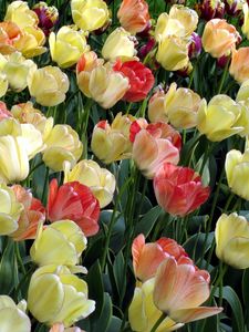 Preview wallpaper tulips, flowing, colorful, flowerbed