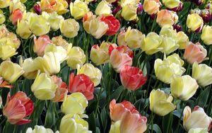 Preview wallpaper tulips, flowing, colorful, flowerbed