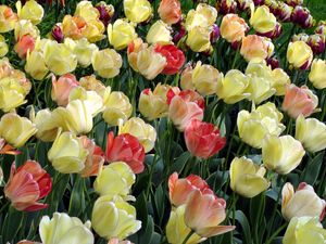 Preview wallpaper tulips, flowing, colorful, flowerbed