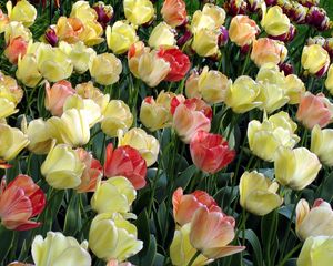Preview wallpaper tulips, flowing, colorful, flowerbed