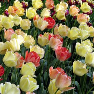 Preview wallpaper tulips, flowing, colorful, flowerbed