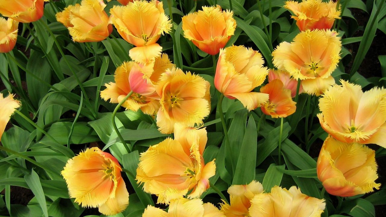 Wallpaper tulips, flowing, double, flowerbed, greens, spring