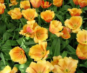 Preview wallpaper tulips, flowing, double, flowerbed, greens, spring