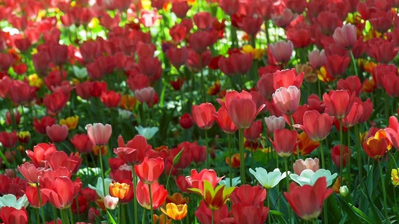 Wallpaper tulips, flowing, flowerbed, green, spring