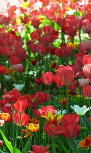 Preview wallpaper tulips, flowing, flowerbed, green, spring