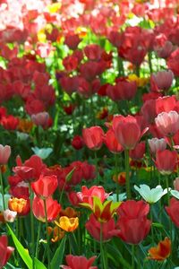 Preview wallpaper tulips, flowing, flowerbed, green, spring