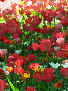 Preview wallpaper tulips, flowing, flowerbed, green, spring