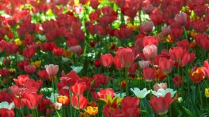 Preview wallpaper tulips, flowing, flowerbed, green, spring