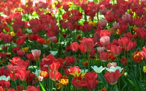 Preview wallpaper tulips, flowing, flowerbed, green, spring