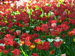 Preview wallpaper tulips, flowing, flowerbed, green, spring