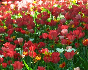 Preview wallpaper tulips, flowing, flowerbed, green, spring