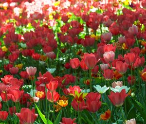 Preview wallpaper tulips, flowing, flowerbed, green, spring