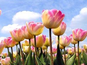 Preview wallpaper tulips, flowing, sky, clouds, spring