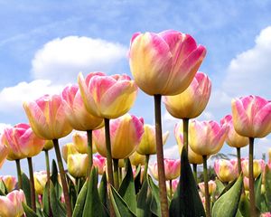 Preview wallpaper tulips, flowing, sky, clouds, spring