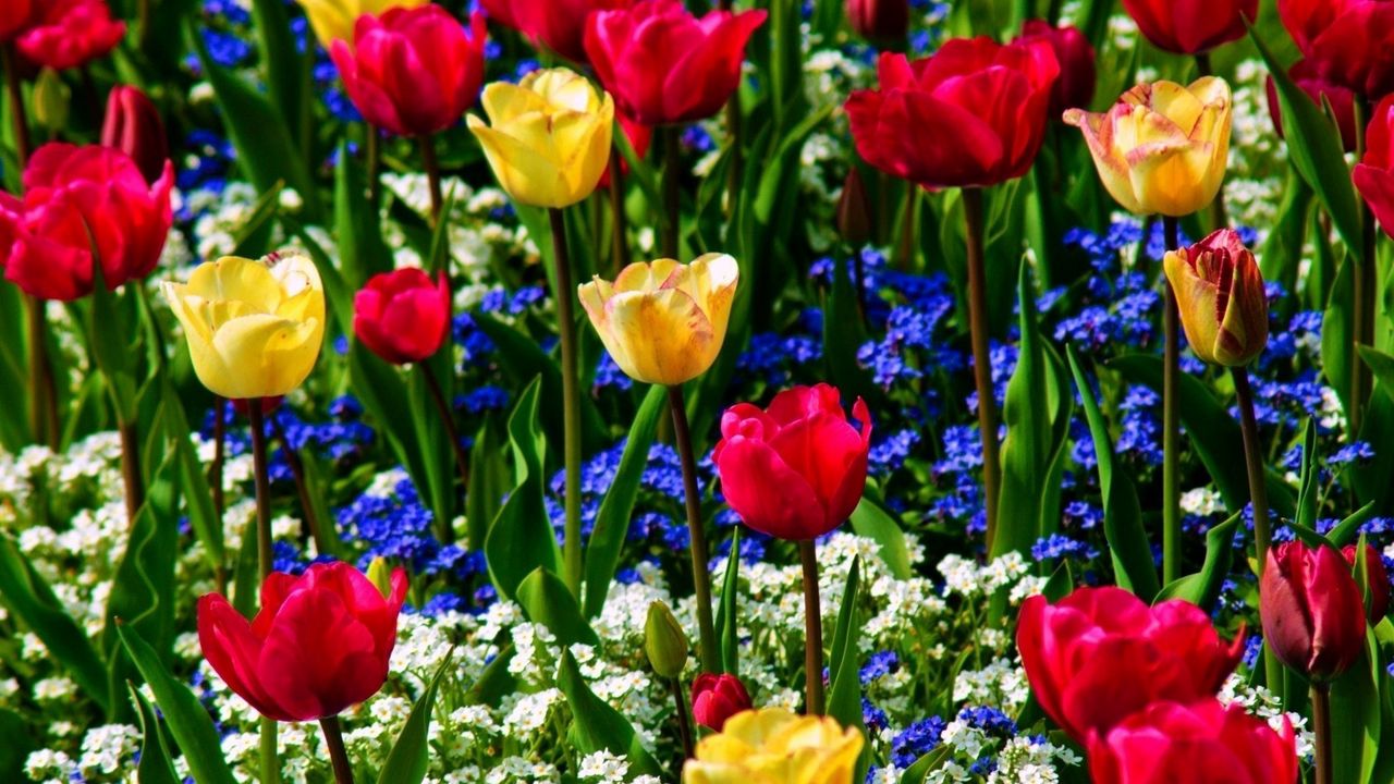 Wallpaper tulips, forget-me, flowers, herbs, beauty, mood
