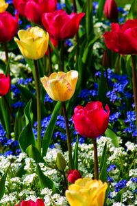 Preview wallpaper tulips, forget-me, flowers, herbs, beauty, mood