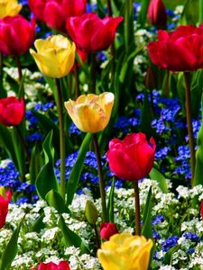 Preview wallpaper tulips, forget-me, flowers, herbs, beauty, mood
