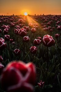 Preview wallpaper tulips, horizon, sunlight, field