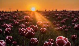 Preview wallpaper tulips, horizon, sunlight, field