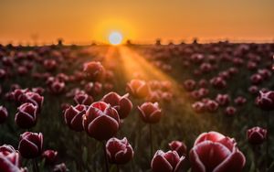 Preview wallpaper tulips, horizon, sunlight, field