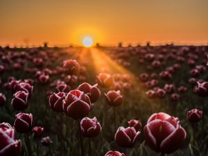 Preview wallpaper tulips, horizon, sunlight, field