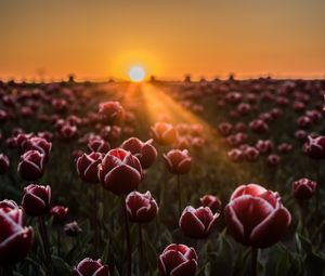 Preview wallpaper tulips, horizon, sunlight, field