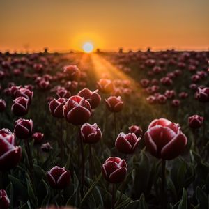 Preview wallpaper tulips, horizon, sunlight, field
