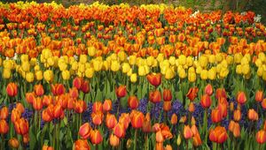Preview wallpaper tulips, hyacinths, flowerbed, park, spring