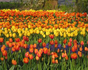 Preview wallpaper tulips, hyacinths, flowerbed, park, spring