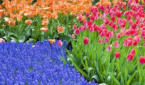 Preview wallpaper tulips, hyacinths, flowers, flowerbed, green, spring