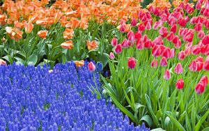 Preview wallpaper tulips, hyacinths, flowers, flowerbed, green, spring