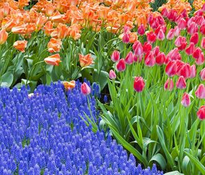 Preview wallpaper tulips, hyacinths, flowers, flowerbed, green, spring