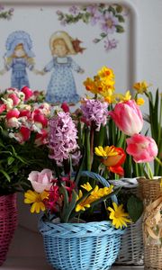 Preview wallpaper tulips, kalanchoe, daffodils, hyacinth, freesia, flowers, baskets, variety