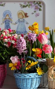 Preview wallpaper tulips, kalanchoe, daffodils, hyacinth, freesia, flowers, baskets, variety