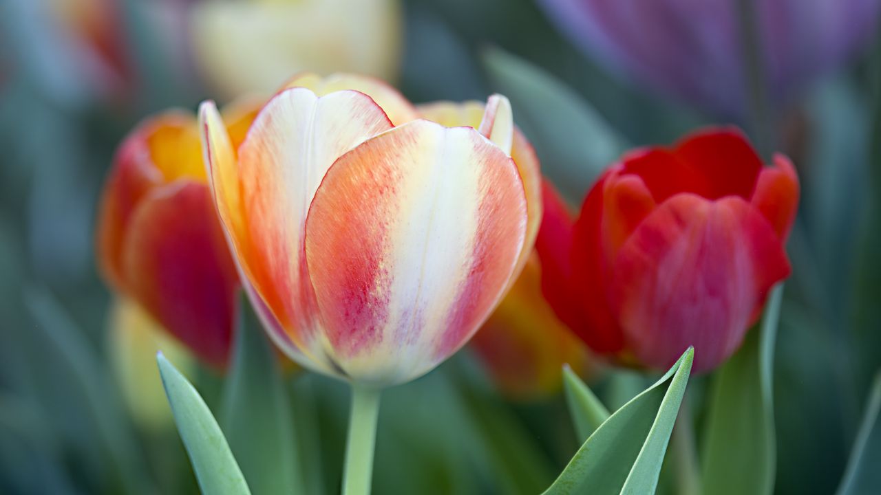 Wallpaper tulips, leaves, flowers, plants, nature