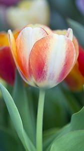 Preview wallpaper tulips, leaves, flowers, plants, nature