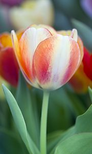 Preview wallpaper tulips, leaves, flowers, plants, nature
