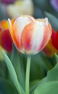 Preview wallpaper tulips, leaves, flowers, plants, nature