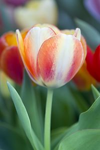 Preview wallpaper tulips, leaves, flowers, plants, nature