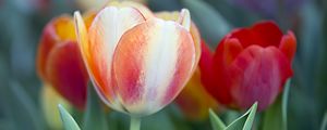 Preview wallpaper tulips, leaves, flowers, plants, nature